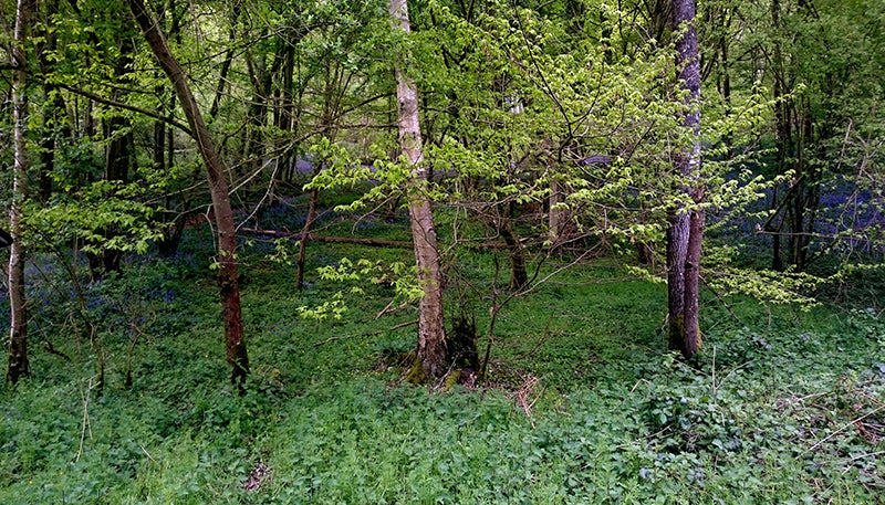スタンプを楽しむダウンロード素材　ブルーベル咲く森の中　えくりゅの森
